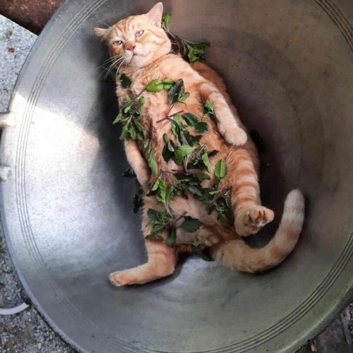 Eat Cats