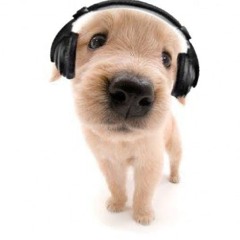 dogs (poloboy + valentino)