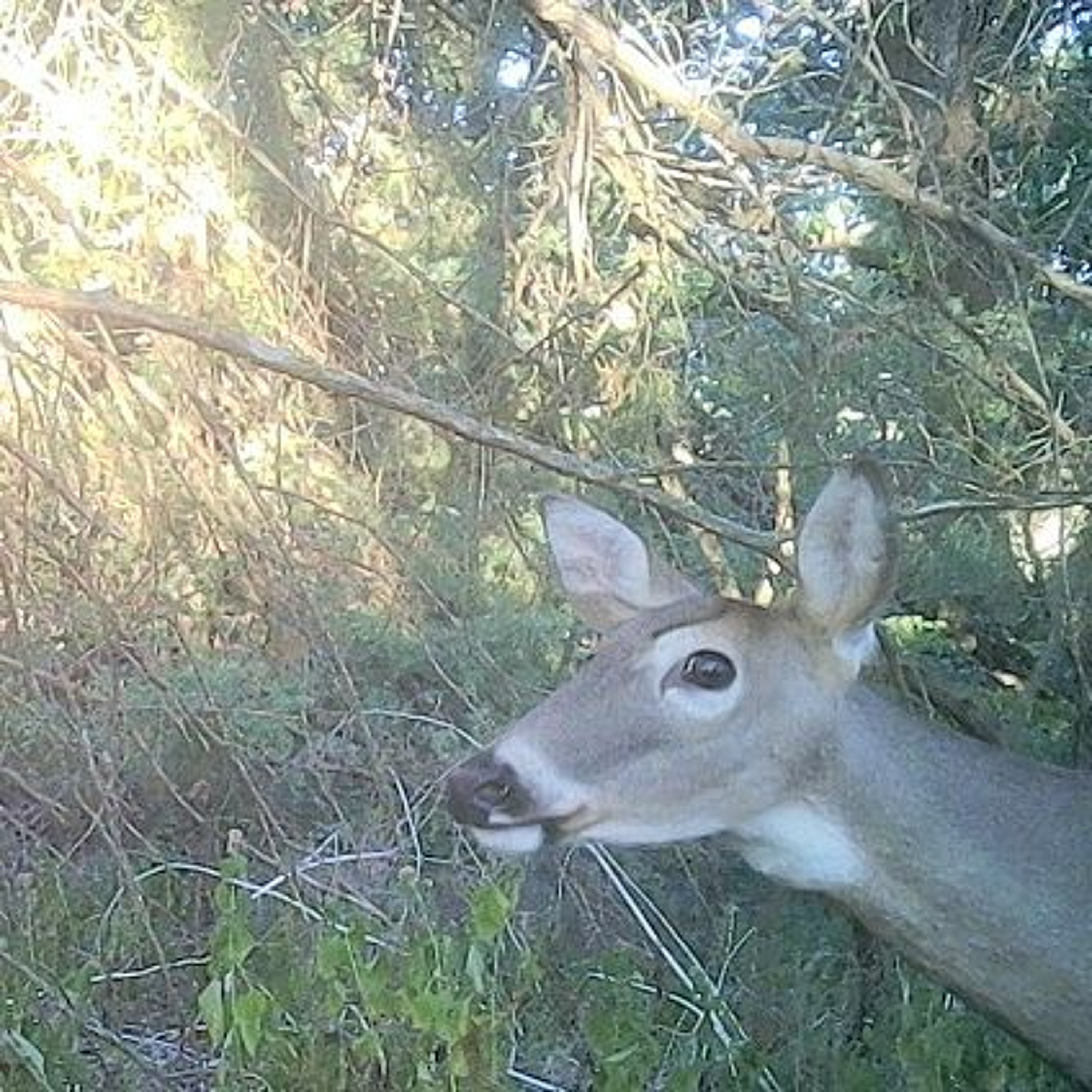 Nebraska Big Game Outlook & Survey
