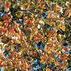 Storytime : Season of change, Fall.