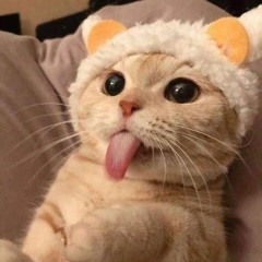 cat playlist not for cats 2💋