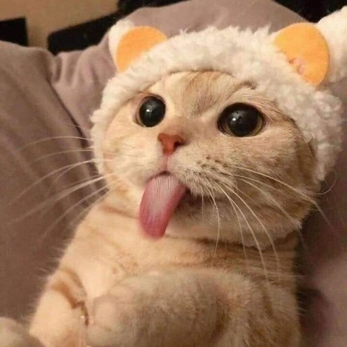 cat playlist not for cats 2💋