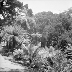Wet jungle