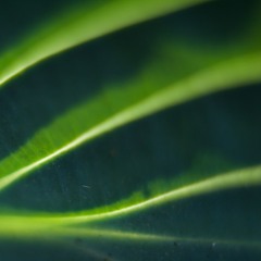 murmures des nervures