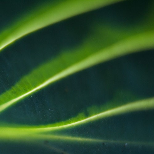 murmures des nervures