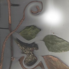 Ripening of Serenity - ShivēR II