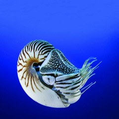 Nautilus