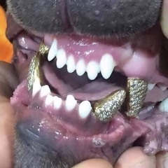 dawg food 🐾🐾 prod.p