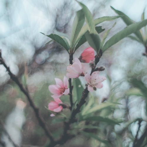 I Guess That I Just Missed You [Demo]