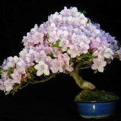 Sakura 桜 [alt version] w/r369improv
