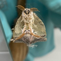 Treibgutfestival Werbellinsee (Treibt es gut)