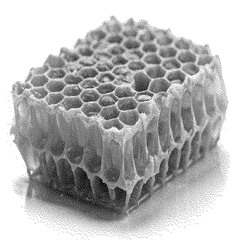 Endless Greed /w Balbosie  03