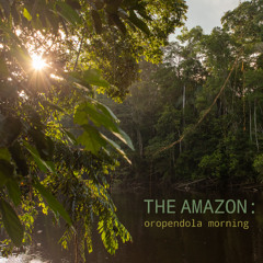 The Amazon: Oropendola Morning - Album Sample