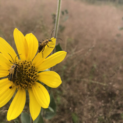 Sweet Surrender Miracle Tone 432Hz F Tibetian Obsidian Chime C Crystal Water Koshi