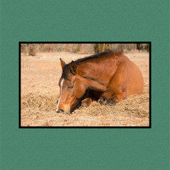 worked horse