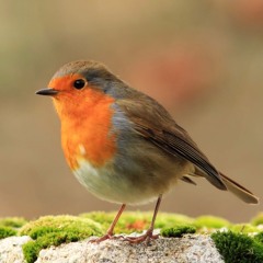 Chissà che cosa pensa il pettirosso