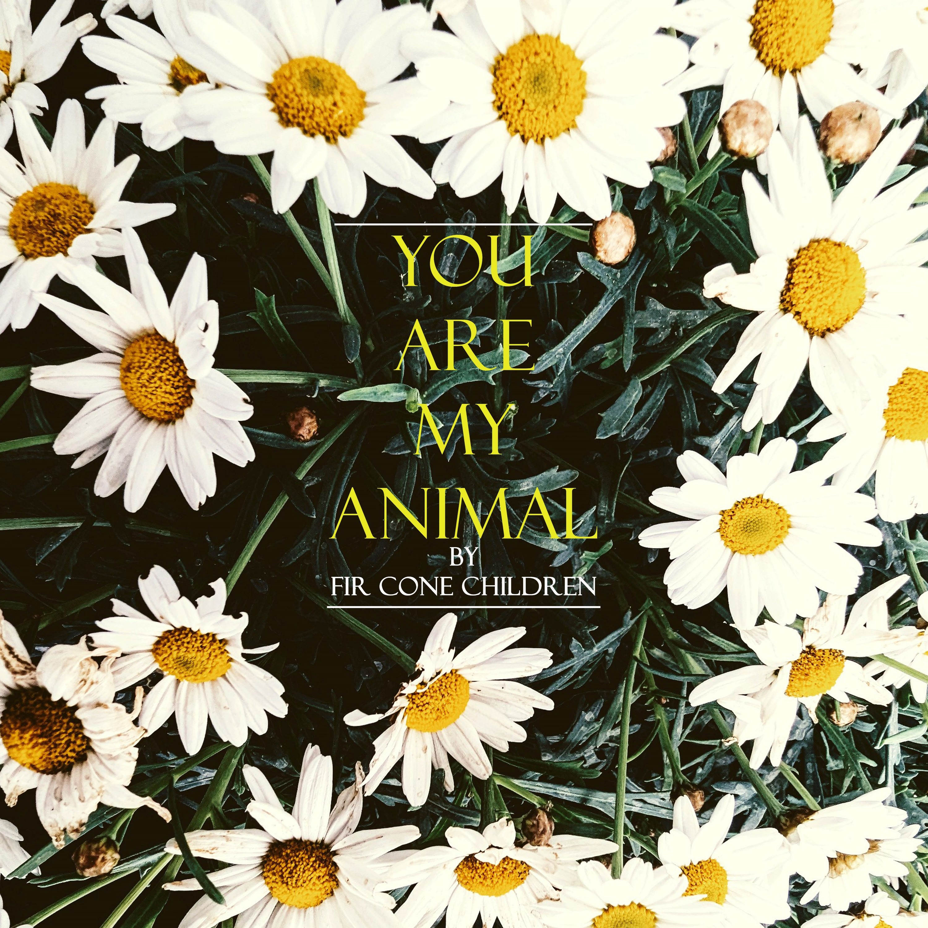Fir Cone Children - You Are My Animal episode artwork