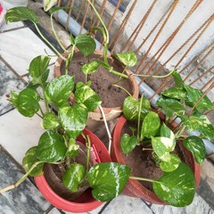 Shah Farooq Song 2020 with Lyrics HD - Sa Nasha Laka Da Bang شاہ فاروق(MP3_128K).mp3