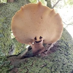Dizzy Shroom
