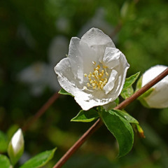Pashka - Mock Orange (Demo)