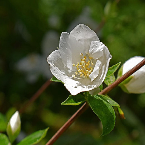 Pashka - Mock Orange (Demo)