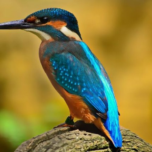 Birdy Flip and Flop Mp3