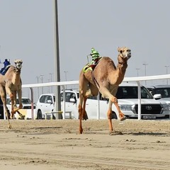 ‎⁨شيلة : الهجن  كلمات : محمد ال مانعة  أداء : صالح ال مانعة + mp3⁩.m4a