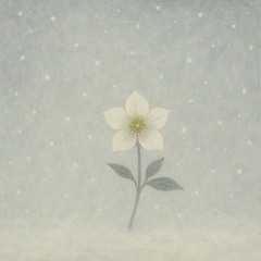 クリスマスローズ(christmas rose)