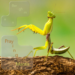 Praying Mantis
