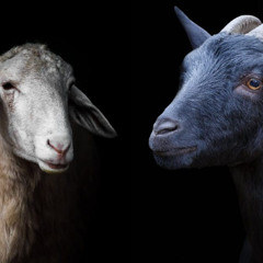 The Goats And The Sheep