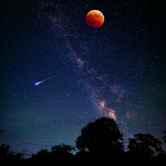 Lockdown - BeWild Records