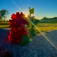My Flower