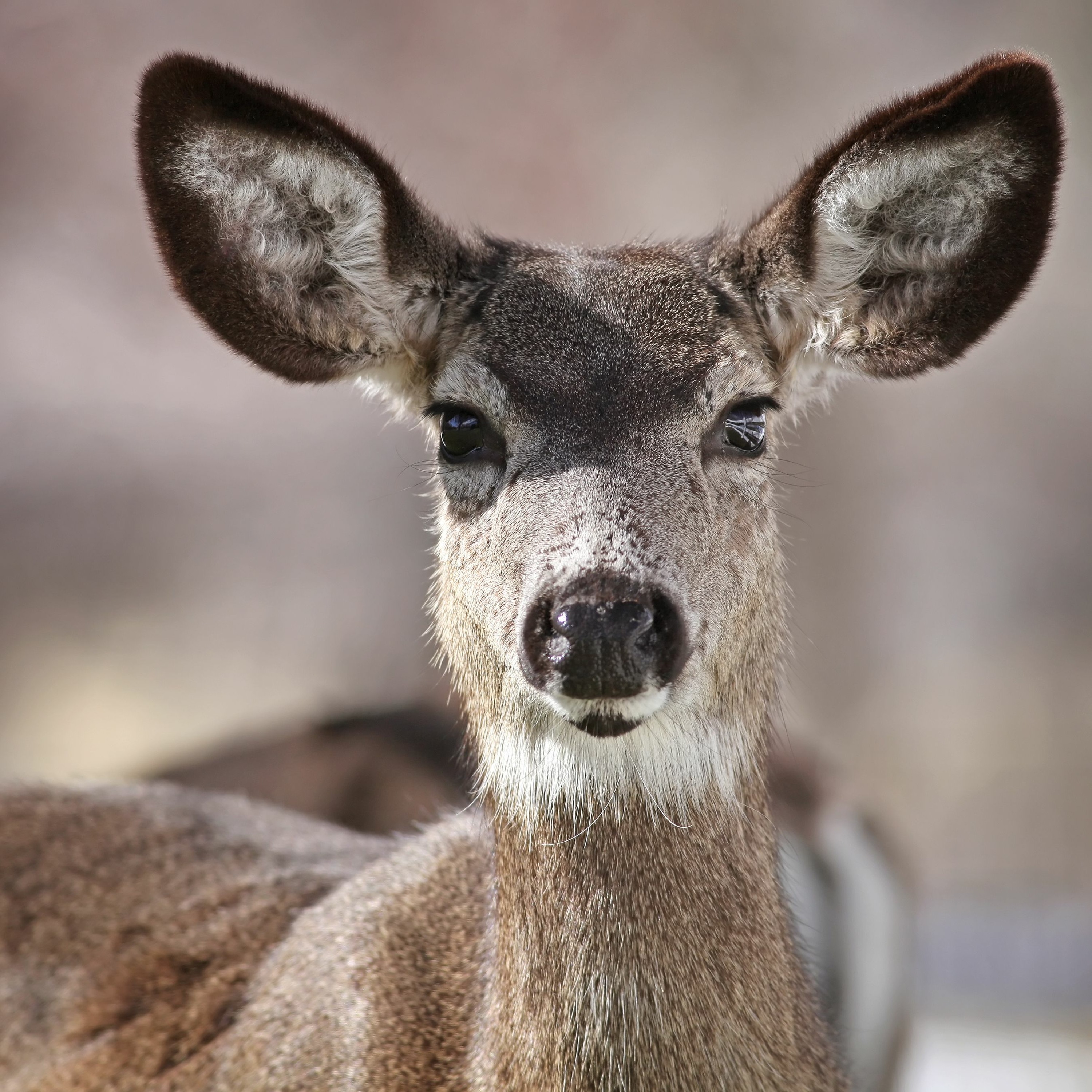 NDOW presents the Nevada Wild Podcast