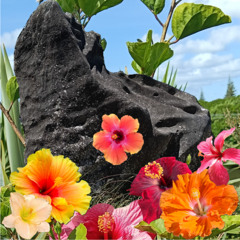 Hibiscus Star Gardens of Elayshianora