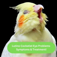 Best Yellow Eye Discharge Treatment Reviews