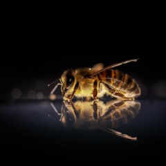 Etude no.2 (C. 482) in E major: Bee
