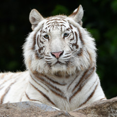 A Trip From Valhalla to Nirvana  (Part 4)