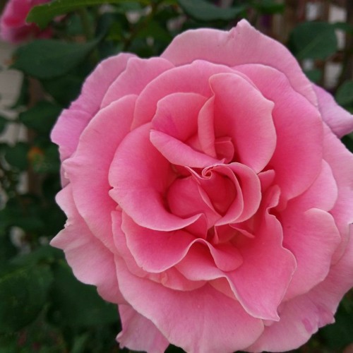 headache of the year