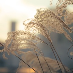 난춘 亂春 (cover)