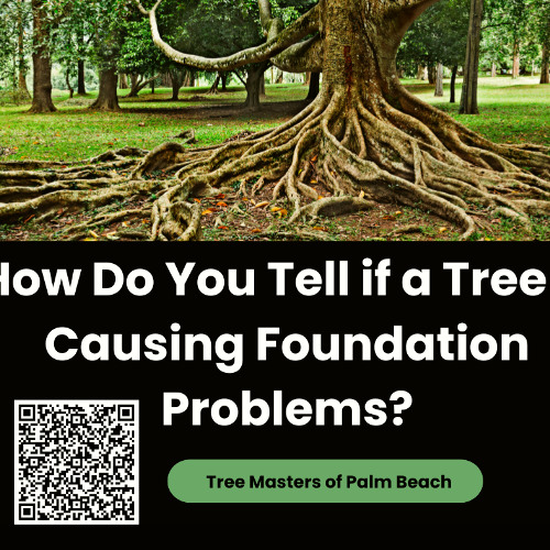 How Do You Tell if a Tree is Causing Foundation Problems?
