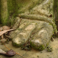 Mystery Beneath the Moss