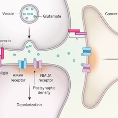 neuronal connections