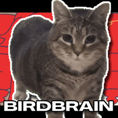 BIRDBRAIN (UIA Cat Cover)