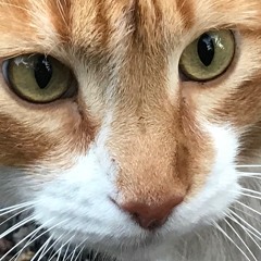 Lord Felix