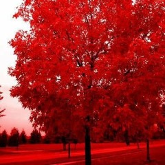 RedFall <Prod. by YOUNG ZODIACC>