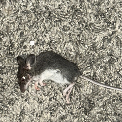 Title Your Track (prod. by someRandomF49)