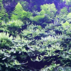 for the deaf and forest cold