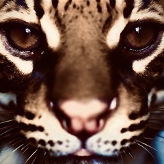 Ocelot