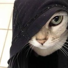 Kittys Back