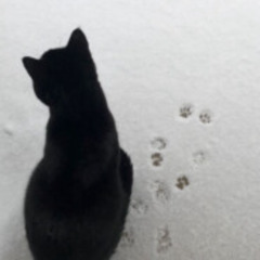 Tsaruicide - Summer Sky